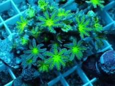 画像2: No.11 ツツウミヅタ グリーンコア (2)