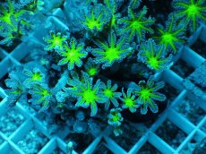 画像1: No.12 ツツウミヅタ グリーンコア (1)