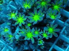 画像2: No.12 ツツウミヅタ グリーンコア (2)