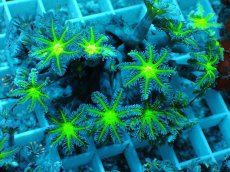 画像1: No.13 ツツウミヅタ グリーンコア (1)