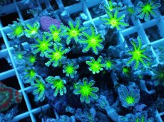 画像1: No.14 ツツウミヅタ グリーンコア (1)