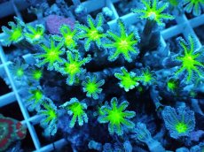 画像2: No.14 ツツウミヅタ グリーンコア (2)