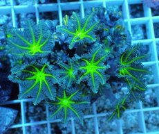 画像1: No.15 ツツウミヅタ グリーンコア (1)