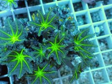 画像2: No.15 ツツウミヅタ グリーンコア (2)