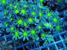 画像1: No.16 ツツウミヅタ グリーンコア (1)