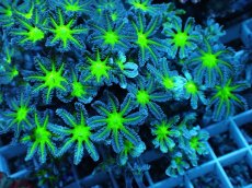 画像2: No.16 ツツウミヅタ グリーンコア (2)