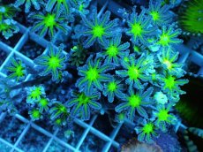 画像1: No.17 ツツウミヅタ グリーンコア (1)