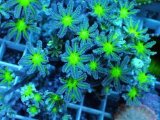 画像2: No.17 ツツウミヅタ グリーンコア (2)