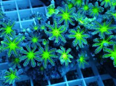 画像1: No.18 ツツウミヅタ グリーンコア (1)