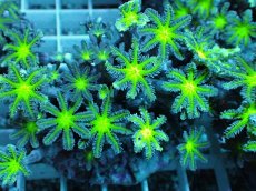 画像2: No.18 ツツウミヅタ グリーンコア (2)