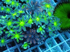 画像1: No.19 ツツウミヅタ グリーンコア＆オレンジストライプ (1)