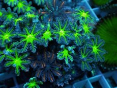 画像2: No.19 ツツウミヅタ グリーンコア＆オレンジストライプ (2)