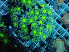 画像1: No.20 ツツウミヅタ グリーンコア (1)