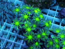 画像1: No.21 ツツウミヅタ グリーンコア (1)