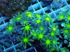 画像2: No.21 ツツウミヅタ グリーンコア (2)