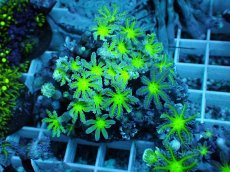 画像1: No.22 ツツウミヅタ グリーンコア (1)