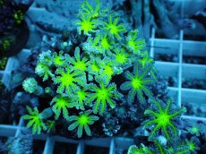 画像2: No.22 ツツウミヅタ グリーンコア (2)