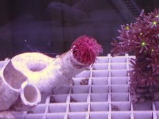 画像1: No.1 ハードチューブ レッド (1)