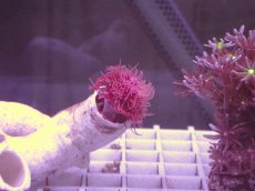 画像2: No.1 ハードチューブ レッド (2)