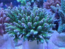 画像1: No.240 スゲミドリイシ (1)