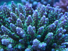 画像2: No.240 スゲミドリイシ (2)