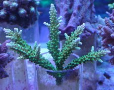 画像1: No.241 ヤングミドリイシ (1)