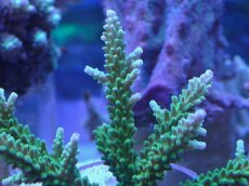 画像2: No.241 ヤングミドリイシ (2)