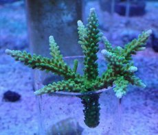 画像1: No.242 ヤングミドリイシ (1)