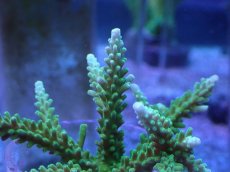 画像2: No.242 ヤングミドリイシ (2)