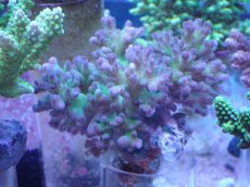 画像1: No.243 ハナヤサイサンゴ (1)