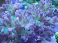 画像2: No.243 ハナヤサイサンゴ (2)