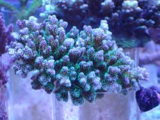 画像1: No.244 ハナヤサイサンゴ (1)