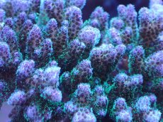 画像2: No.244 ハナヤサイサンゴ (2)