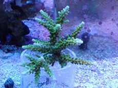 画像1: No.245 ヤングミドリイシ (1)