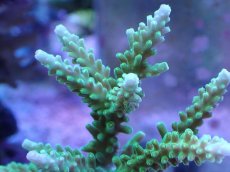 画像2: No.245 ヤングミドリイシ (2)