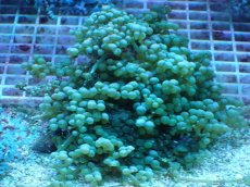 画像1: No.246 センナリヅタ 岩付 (1)