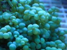 画像2: No.246 センナリヅタ 岩付 (2)