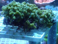 画像1: No.247 センナリヅタ 岩付 (1)