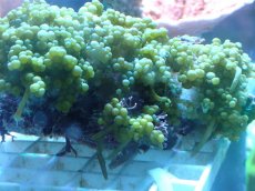 画像2: No.247 センナリヅタ 岩付 (2)