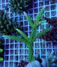 画像1: No.248 ヤングミドリイシ (1)