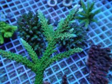 画像2: No.248 ヤングミドリイシ (2)