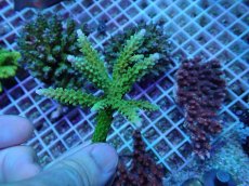 画像1: No.249 ヤングミドリイシ (1)