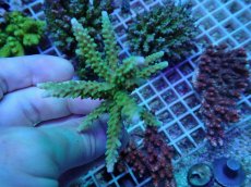 画像2: No.249 ヤングミドリイシ (2)