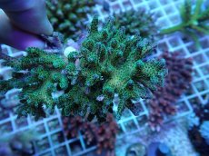 画像1: No.250 ハナヤサイサンゴ (1)