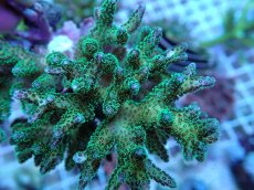 画像2: No.250 ハナヤサイサンゴ (2)