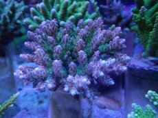 画像1: No.251 浅場ミドリイシ (1)