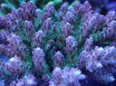 画像2: No.251 浅場ミドリイシ (2)