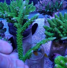 画像1: No.252 ヤングミドリイシ (1)