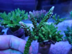 画像2: No.252 ヤングミドリイシ (2)