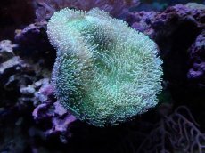 画像1: No.1 沖縄産　ウミキノコ　ライムグリーン (1)